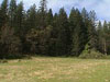 View of meadow and 
forest from Mill St.
trailhead.