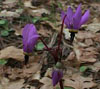 Shooting Star blooming 
along the trail.