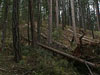 
Oregon St. trailhead 	
Downed trees along the
trail (April 2004).