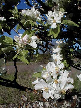 Fruit Tree Blossoms